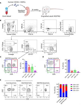 CD5 Surface Expression Marks Intravascular Human Innate Lymphoid Cells That Have a Distinct Ontogeny and Migrate to the Lung
